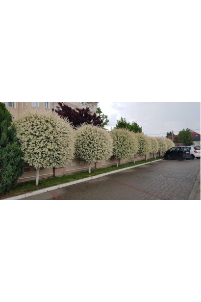 Ива Хакуро-Нишики на штамб 